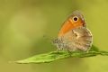 Coenonympha pamphilus